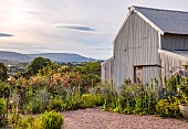 HIGHFIELD FARM, MONMOUTHSHIRE: JULY, GRAVEL GARDEN, EVENING LIGHT, BARN, STIPA GIGANTEA, ROSA I AM MACMILLAN, BORROWED LANDSCAPE, BARN, ACANTHUS RUE LEDAN, ACANTHUS MOLLIS