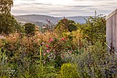 HIGHFIELD FARM, MONMOUTHSHIRE: JULY, GRAVEL GARDEN, EVENING LIGHT, BARN, STIPA GIGANTEA, ROSA I AM MACMILLAN, ECHINACEA PALLIDA, BORROWED LANDSCAPE, BARN