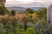 HIGHFIELD FARM, MONMOUTHSHIRE: JULY, GRAVEL GARDEN, EVENING LIGHT, BARN, STIPA GIGANTEA, ROSA I AM MACMILLAN, ECHINACEA PALLIDA, BORROWED LANDSCAPE, BARN