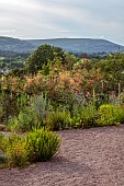 HIGHFIELD FARM, MONMOUTHSHIRE: JULY, GRAVEL GARDEN, EVENING LIGHT, BARN, STIPA GIGANTEA, ROSA I AM MACMILLAN, ECHINACEA PALLIDA, BORROWED LANDSCAPE, BARN