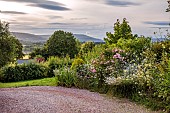 HIGHFIELD FARM, MONMOUTHSHIRE: JULY, FRONT DRIVE, BORDER, ROSE, ROSA HIGH HALL, LEUCANTHEMUM VULGARE, DIPSACUS FULLONUM, CEPHALARIA GIGANTEA, GIANT SCABIOUS