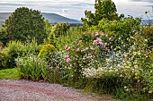 HIGHFIELD FARM, MONMOUTHSHIRE: JULY, FRONT DRIVE, BORDER, ROSE, ROSA HIGH HALL, LEUCANTHEMUM VULGARE, DIPSACUS FULLONUM, CEPHALARIA GIGANTEA, GIANT SCABIOUS