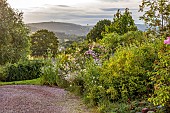 HIGHFIELD FARM, MONMOUTHSHIRE: JULY, FRONT DRIVE, BORDER, ROSE, ROSA HIGH HALL, LEUCANTHEMUM VULGARE, DIPSACUS FULLONUM, CEPHALARIA GIGANTEA, GIANT SCABIOUS