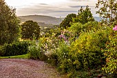HIGHFIELD FARM, MONMOUTHSHIRE: JULY, FRONT DRIVE, BORDER, ROSE, ROSA HIGH HALL, LEUCANTHEMUM VULGARE, DIPSACUS FULLONUM, CEPHALARIA GIGANTEA, GIANT SCABIOUS