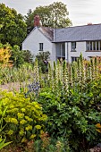HIGHFIELD FARM, MONMOUTHSHIRE: JULY, GRAVEL GARDEN, HOUSE, ACANTHUS MOLLIS RUE LEDAN, ERYNGIUM X ZABELII BIG BLUE