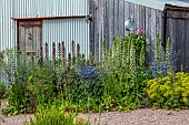 HIGHFIELD FARM, MONMOUTHSHIRE: JULY, GRAVEL GARDEN, BARN, ACANTHUS MOLLIS, ACANTHUS RUE LEDAN
