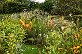 HIGHFIELD FARM, MONMOUTHSHIRE: JULY, BORDERS, KNIPHOFIA TAWNY KING, SANGUISORBA TENUIFOLIA ALBA, CORNUS ALTERNIFOLIA ARGENTEA