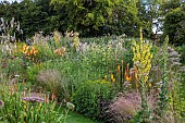 HIGHFIELD FARM, MONMOUTHSHIRE: JULY, BORDERS, KNIPHOFIA TAWNY KING, SANGUISORBA TENUIFOLIA ALBA, VERBASCUM OLYMPICUM