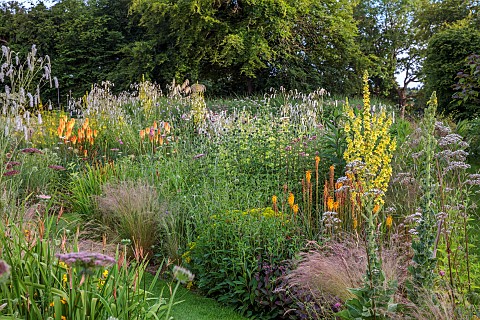 HIGHFIELD_FARM_MONMOUTHSHIRE_JULY_BORDERS_KNIPHOFIA_TAWNY_KING_SANGUISORBA_TENUIFOLIA_ALBA_VERBASCUM