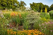 HIGHFIELD FARM, MONMOUTHSHIRE: JULY, KNIPHOFIA TAWNY KING, SANGUISORBA TENUIFOLIA ALBA, IMPERATA CYLINDRICA RUBRA, IMPERATA RED BARRON, COREOPSIS LANCEOLATA, CORNUS ARGENTEA