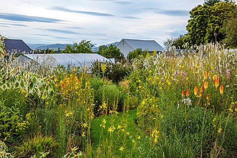 HIGHFIELD_FARM_MONMOUTHSHIRE_JULY_BORDERS_KNIPHOFIA_TAWNY_KING_SANGUISORBA_TENUIFOLIA_ALBA_GRASS_PAT