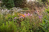 HIGHFIELD FARM, MONMOUTHSHIRE: JULY, BORDERS, KNIPHOFIA TAWNY KING, SANGUISORBA TENUIFOLIA ALBA, DIERAMA PULCHERRIMUM