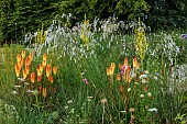 HIGHFIELD FARM, MONMOUTHSHIRE: JULY, BORDERS, KNIPHOFIA TAWNY KING, SANGUISORBA TENUIFOLIA ALBA, VERBASCUM OLYMPICUM, DIERAMA PULCHERRIMUM