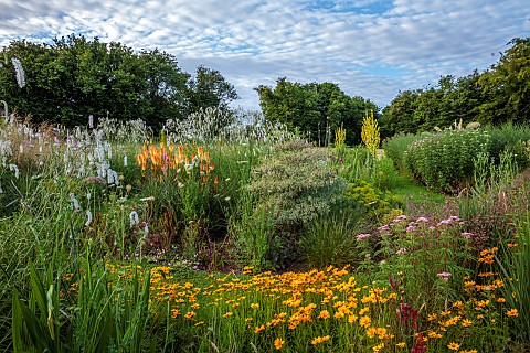HIGHFIELD_FARM_MONMOUTHSHIRE_JULY_KNIPHOFIA_TAWNY_KING_SANGUISORBA_TENUIFOLIA_ALBA_IMPERATA_CYLINDRI