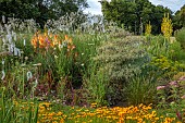 HIGHFIELD FARM, MONMOUTHSHIRE: JULY, BORDERS, KNIPHOFIA TAWNY KING, SANGUISORBA TENUIFOLIA ALBA, IMPERATA CYLINDRICA RUBRA, IMPERATA CYLINDRICA RED BARRON, COREOPSIS LANCEOLATA