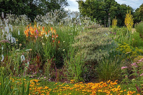 HIGHFIELD_FARM_MONMOUTHSHIRE_JULY_BORDERS_KNIPHOFIA_TAWNY_KING_SANGUISORBA_TENUIFOLIA_ALBA_IMPERATA_