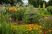 HIGHFIELD FARM, MONMOUTHSHIRE: JULY, KNIPHOFIA TAWNY KING, SANGUISORBA TENUIFOLIA ALBA, IMPERATA CYLINDRICA RUBRA, IMPERATA RED BARRON, COREOPSIS LANCEOLATA, CORNUS ARGENTEA