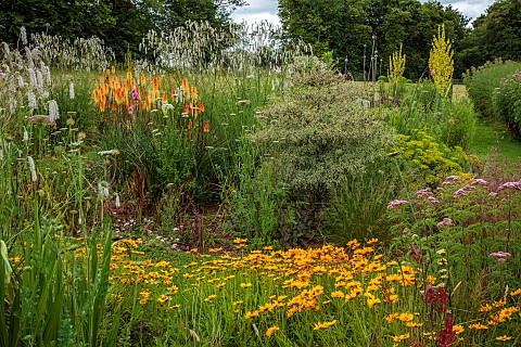 HIGHFIELD_FARM_MONMOUTHSHIRE_JULY_KNIPHOFIA_TAWNY_KING_SANGUISORBA_TENUIFOLIA_ALBA_IMPERATA_CYLINDRI