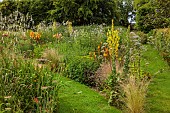 HIGHFIELD FARM, MONMOUTHSHIRE: JULY, BORDERS, KNIPHOFIA TAWNY KING, SANGUISORBA TENUIFOLIA ALBA, VERBASCUM OLYMPICUM, GRASS PATHS