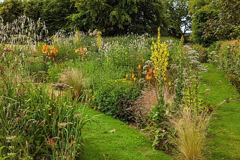 HIGHFIELD_FARM_MONMOUTHSHIRE_JULY_BORDERS_KNIPHOFIA_TAWNY_KING_SANGUISORBA_TENUIFOLIA_ALBA_VERBASCUM