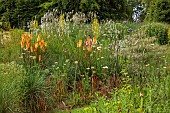 HIGHFIELD FARM, MONMOUTHSHIRE: JULY, BORDERS, KNIPHOFIA TAWNY KING, SANGUISORBA TENUIFOLIA ALBA, VERBASCUM OLYMPICUM, DIERAMA PULCHERRIMUM