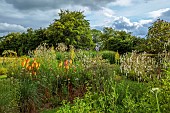 HIGHFIELD FARM, MONMOUTHSHIRE: JULY, BORDERS, KNIPHOFIA TAWNY KING, SANGUISORBA TENUIFOLIA ALBA, VERBASCUM OLYMPICUM, VERBENA BONARIENSIS