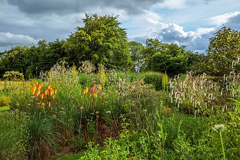 HIGHFIELD_FARM_MONMOUTHSHIRE_JULY_BORDERS_KNIPHOFIA_TAWNY_KING_SANGUISORBA_TENUIFOLIA_ALBA_VERBASCUM