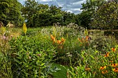 HIGHFIELD FARM, MONMOUTHSHIRE: JULY, BORDERS, KNIPHOFIA TAWNY KING, SANGUISORBA TENUIFOLIA ALBA, VERBASCUM OLYMPICUM