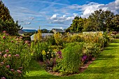 HIGHFIELD FARM, MONMOUTHSHIRE: JULY, BORDERS, KNIPHOFIA TAWNY KING, SANGUISORBA TENUIFOLIA ALBA, VERBASCUM OLYMPICUM, CORNUS ARGENTEA