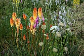HIGHFIELD FARM, MONMOUTHSHIRE: JULY, BORDERS, KNIPHOFIA TAWNY KING, SANGUISORBA TENUIFOLIA ALBA, DIERAMA PULCHERRIMUM