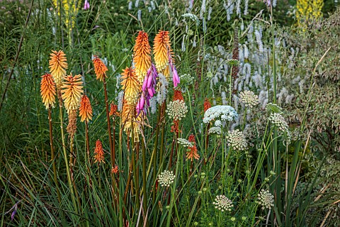 HIGHFIELD_FARM_MONMOUTHSHIRE_JULY_BORDERS_KNIPHOFIA_TAWNY_KING_SANGUISORBA_TENUIFOLIA_ALBA_DIERAMA_P