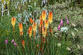HIGHFIELD FARM, MONMOUTHSHIRE: JULY, BORDERS, KNIPHOFIA TAWNY KING, SANGUISORBA TENUIFOLIA ALBA, DIERAMA PULCHERRIMUM