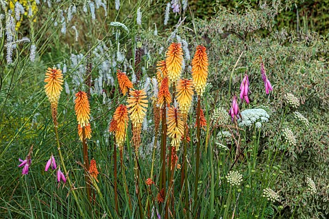 HIGHFIELD_FARM_MONMOUTHSHIRE_JULY_BORDERS_KNIPHOFIA_TAWNY_KING_SANGUISORBA_TENUIFOLIA_ALBA_DIERAMA_P