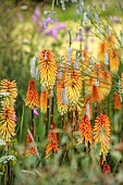 HIGHFIELD FARM, MONMOUTHSHIRE: JULY, BORDERS, KNIPHOFIA TAWNY KING, SANGUISORBA TENUIFOLIA ALBA