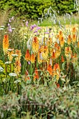 HIGHFIELD FARM, MONMOUTHSHIRE: JULY, BORDERS, KNIPHOFIA TAWNY KING, SANGUISORBA TENUIFOLIA ALBA, DIERAMA PULCHERRIMUM