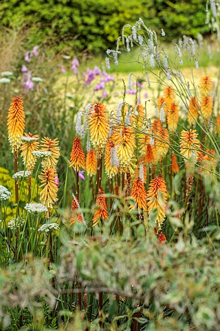 HIGHFIELD_FARM_MONMOUTHSHIRE_JULY_BORDERS_KNIPHOFIA_TAWNY_KING_SANGUISORBA_TENUIFOLIA_ALBA_DIERAMA_P