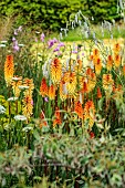 HIGHFIELD FARM, MONMOUTHSHIRE: JULY, BORDERS, KNIPHOFIA TAWNY KING, SANGUISORBA TENUIFOLIA ALBA, DIERAMA PULCHERRIMUM