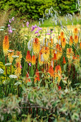 HIGHFIELD_FARM_MONMOUTHSHIRE_JULY_BORDERS_KNIPHOFIA_TAWNY_KING_SANGUISORBA_TENUIFOLIA_ALBA_DIERAMA_P