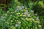 HIGHFIELD FARM, MONMOUTHSHIRE: JULY, BLUE, PURPLE FLOWERS, BLOOMS OF UNKNOWN HYDRANGEA, WOODLAND, SHADE, SHADY