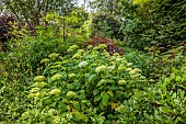 HIGHFIELD FARM, MONMOUTHSHIRE: JULY, WHITE HYDRANGEA IN WOODLAND, SHADE, SHADY