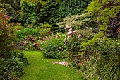 HIGHFIELD FARM, MONMOUTHSHIRE: JULY, BORDERS, LAWN, RODGERSIA PINNATA, CORNUS ALTERNIFOLIA ARGENTEA, SHADE, SHADY