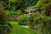 HIGHFIELD FARM, MONMOUTHSHIRE: JULY, BORDERS, LAWN, RODGERSIA PINNATA, CORNUS ALTERNIFOLIA ARGENTEA, SHADE, SHADY