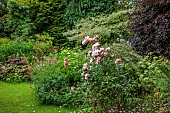 HIGHFIELD FARM, MONMOUTHSHIRE: JULY, BORDERS, LAWN, RODGERSIA PINNATA, CORNUS ALTERNIFOLIA ARGENTEA, SHADE, SHADY