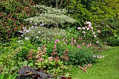HIGHFIELD FARM, MONMOUTHSHIRE: JULY, BORDERS, LAWN, RODGERSIA PINNATA, CORNUS ALTERNIFOLIA ARGENTEA, SHADE, SHADY