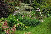 HIGHFIELD FARM, MONMOUTHSHIRE: JULY, BORDERS, LAWN, RODGERSIA PINNATA, CORNUS ALTERNIFOLIA ARGENTEA, SHADE, SHADY