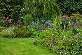 HIGHFIELD FARM, MONMOUTHSHIRE: JULY, BORDERS, LAWN, ROSA YOURE BEAUTIFUL, HEMEROCALLIS FRANS HALS, HEMEROCALLIS AMERICAN REVOLUTION, SHADE, SHADY