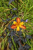 HIGHFIELD FARM, MONMOUTHSHIRE: JULY, ORANGE, YELLOW FLOWERS OF DAY LILY, HEMEROCALLIS FRANS HALS