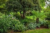 HIGHFIELD FARM, MONMOUTHSHIRE: JULY, WOODLAND, SHADE, SHADY, PURPLE HYDRANGEA, TREE FERN, DICKSONIA ANTARCTICA