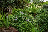 HIGHFIELD FARM, MONMOUTHSHIRE: JULY, WOODLAND, SHADE, SHADY, PURPLE HYDRANGEA, TREE FERN, DICKSONIA ANTARCTICA