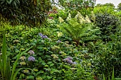 HIGHFIELD FARM, MONMOUTHSHIRE: JULY, WOODLAND, SHADE, SHADY, PURPLE HYDRANGEA, TREE FERN, DICKSONIA ANTARCTICA